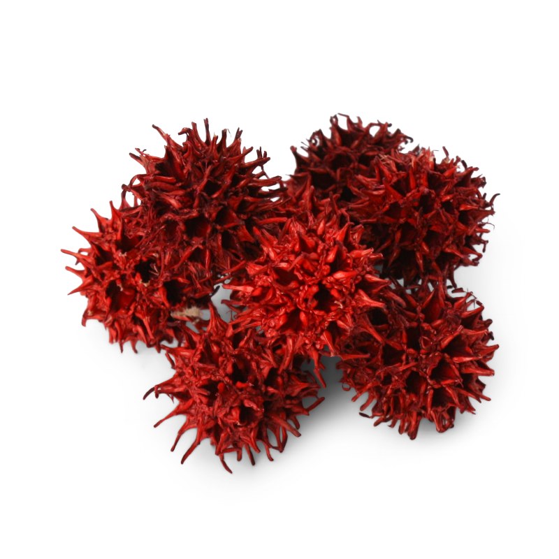 Picture of Dried Amberbaum Pods 250g Dyed Red